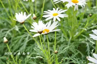 云南梦,梦之南汤圆哥小黑妹14日自助游