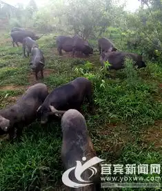 屏山黑猪养成记吃粗粮喝中药还逛森林公园