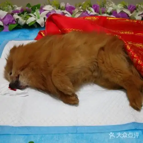 漳州宠物火化正规宠物殡葬公司-黄页88网
