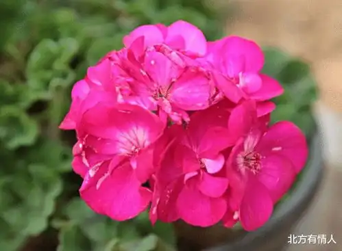 回报是相互的,你对我好,我就会对你好的四大生肖