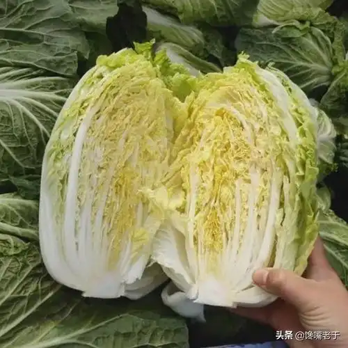 喷了甲醛的白菜怎样辨认老菜农认准这3点,再买错不了