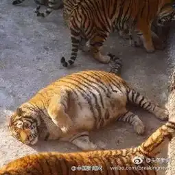 测试一个超长简介的文章