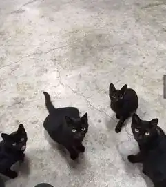 男子乘凉跑来一只流浪小黑猫,好心给它喂食,结果全家人都来了