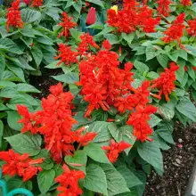 青州市志合花卉苗木园艺场