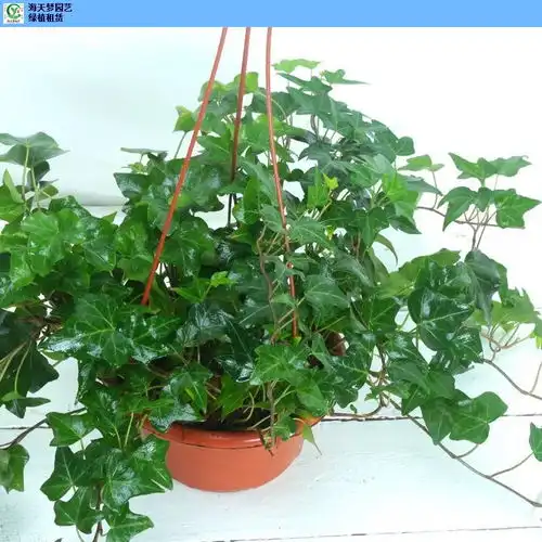 新吴区本地绿植租赁市场价