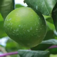 绿色头像图片,好看绿色未成熟的柚子图片