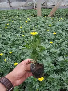 河北孔雀草买孔雀草当然是到若琳花卉苗木