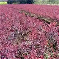 北京玉辉花卉林木种子站.13718688616北京二月兰种子.北京五角枫种子