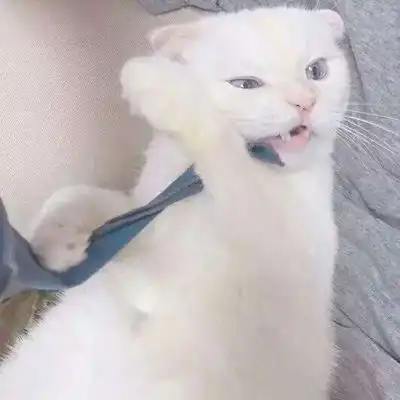 可爱的小猫头像卖萌的白色猫咪太可人了