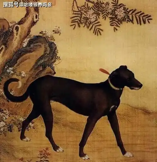京巴犬是怎么来的专为宠物狗定制的律法是什么走进唐朝狗文化