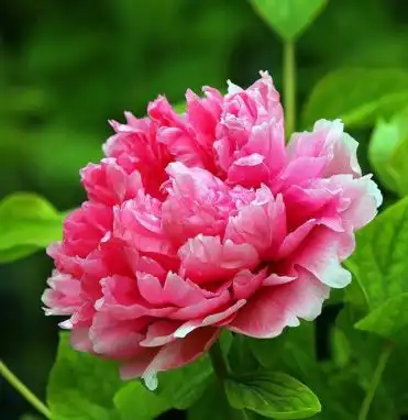 4月开始,吉星庇佑,4属相运势回升,生活美满,日子红红火火