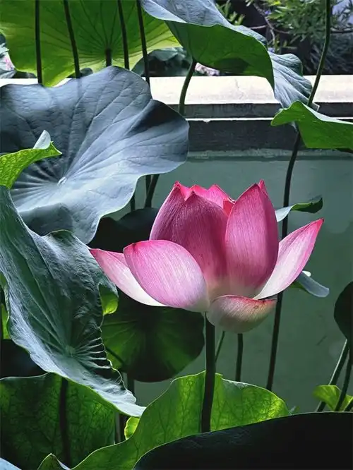 杭州西湖荷花争艳开放将好运莲莲送给每位考生