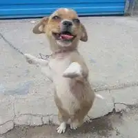 中华田园犬搞笑头像大全微信头像图片大全