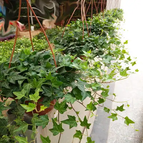 这6种植物,家里随便放放,甲醛去无踪