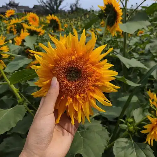 宜宾这里20000㎡彩色向日葵花海盛开,还有一池荷花绽放