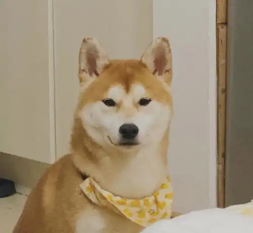 宠物养狗的人怎样保持家里卫生猫狗双全铲屎官多年经验