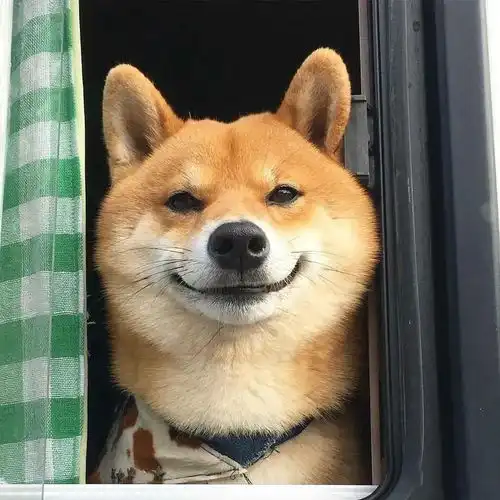 可可爱爱的柴犬头像