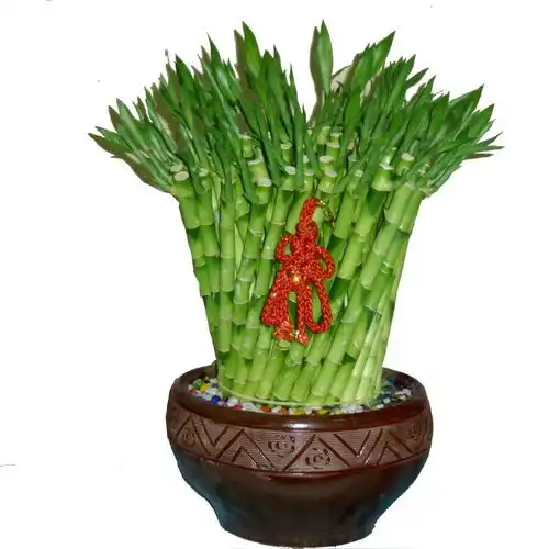 风水家中摆放什么植物可以旺财