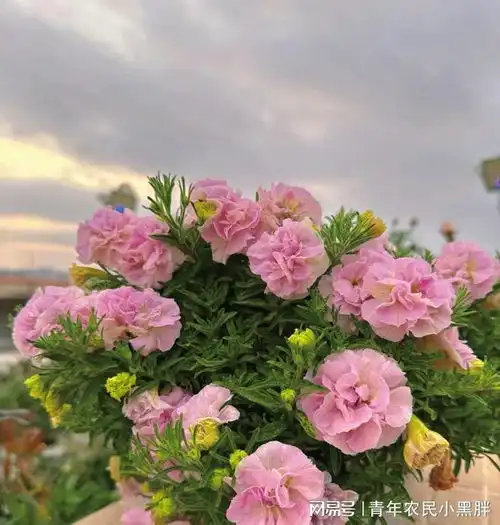 盆栽草花界的王者,花朵像牡丹,多季节开花,皮实且好养