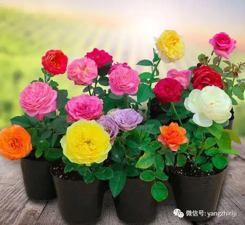 这5种天然花肥,营养环保,经济实惠,还能促进花卉快速生长