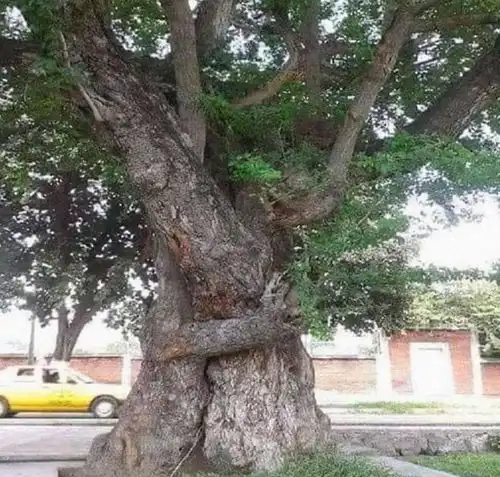 21张活久见的图片,两棵大树紧紧地抱在一起,阿里和泰森差距很大