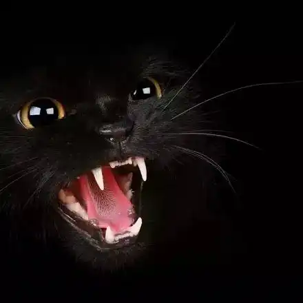 黑猫能辟邪请给我个完美的解释