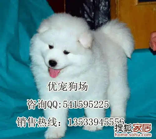 广州萨摩耶出售萨摩耶价格多少纯种萨摩家有宠物论坛