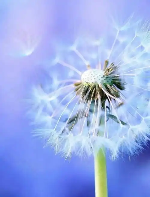 天地之中话中用一一治国九经有仁心