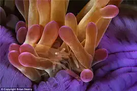 摄影师拍摄海底动物半透明海虾海葵中穿梭