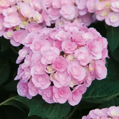 想养绣球花,看看你能否做好这6点夏秋季节就不愁没花看了