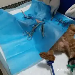 20210315灵美宠物诊所地址,灵美宠物诊所电话,灵美宠物诊所图片360地图
