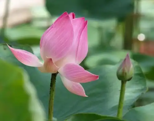 8月20日开始,4属相升职加薪,财运节节攀升,万事如意