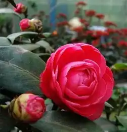 北方养花疲软没精神,盆里加上自制营养土,根粗如手指开花多