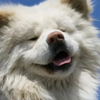 秋田犬秋田犬最新消息,新闻,图片,视频聚合阅读新浪网