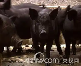 果树下放养黑猪南宁青年日入五千