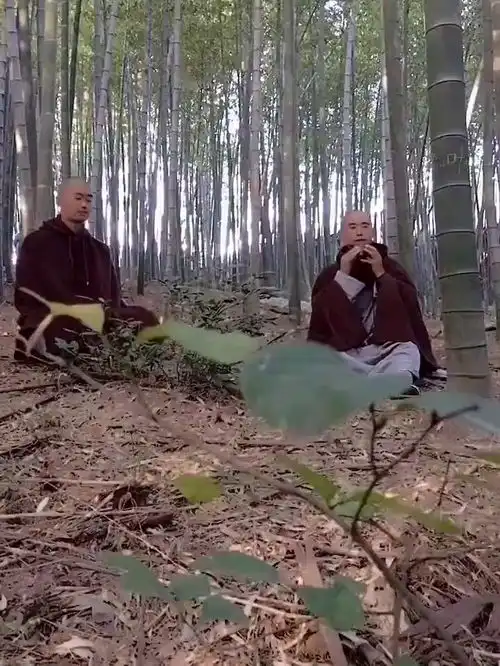 青青翠竹尽是法身身处其中凡尘清净,行脚途中闲暇拍摄