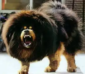 医院治死藏獒陪45万犬中之王的霸气十足