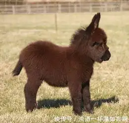 毛驴宝宝的样子太可爱了有人喜欢小毛驴吗15张
