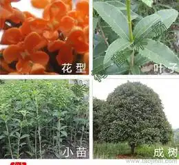 台州庭院花卉植物供应信息台州庭院花卉植物批发台州庭院花卉植物价格找台州庭院花卉植物产品上淘金地