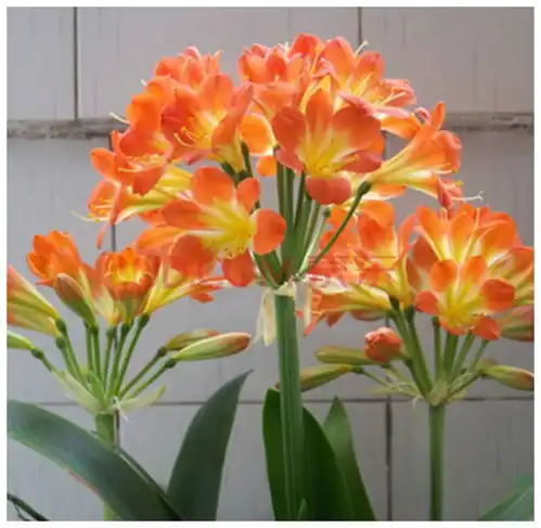 10大吉祥花,好养又高档,家里养一盆,有花有果招财又旺家