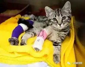 看到这些包扎后的小猫咪有点心疼,但又忍不住想笑...