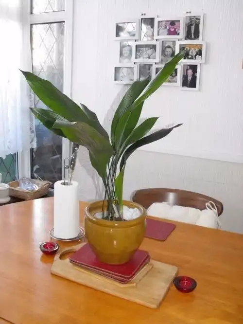 在阴暗的室内越能茁壮生长的10种花卉,你家里养了哪几盆