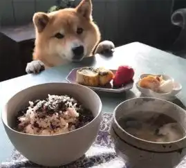 柴犬陪主人吃饭,呆萌照羡慕众人,狗子眼神望着饭菜都离不开了