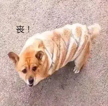 男子醉酒后对爱犬下毒手,莫名被剃成菠萝包,汪我要离家出走