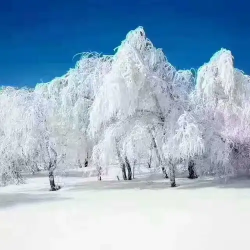 山西的五台山叕下雪了,景色真是太美了朋友圈都刷爆了