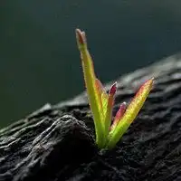 微信小草萌芽头像顽强小草破土而出头像图片
