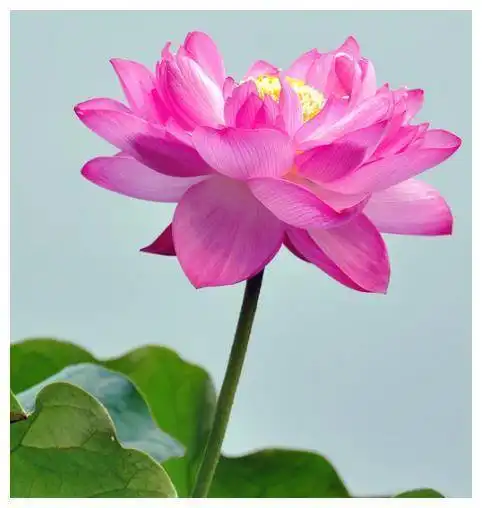 12月19日开始,4属相时来运转,事业步步高升,财源广进日子美