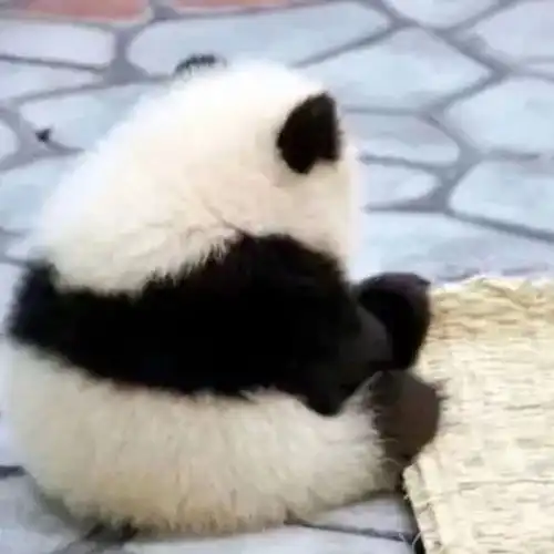 可爱熊猫头像还好我是个小胖子