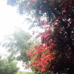 厦门鼓浪屿自由行
