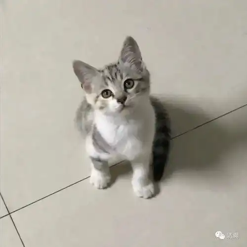 云吸猫吾乃社会小猫咪也
